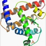 protéine myoglobine - photo Wikipédia